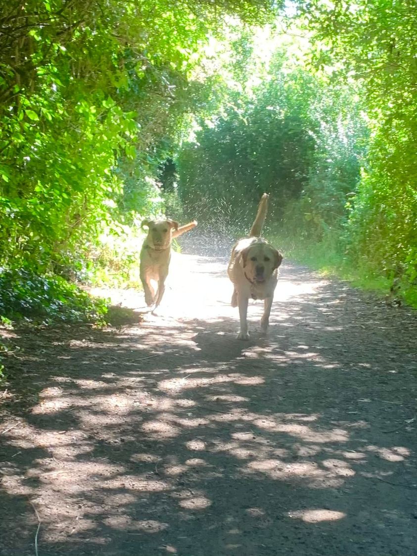 The golden labrador